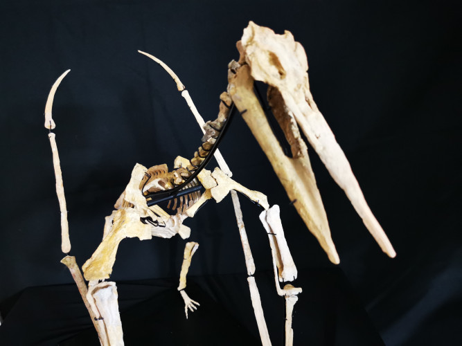 late cretaceous flying reptile : Alcione elainus