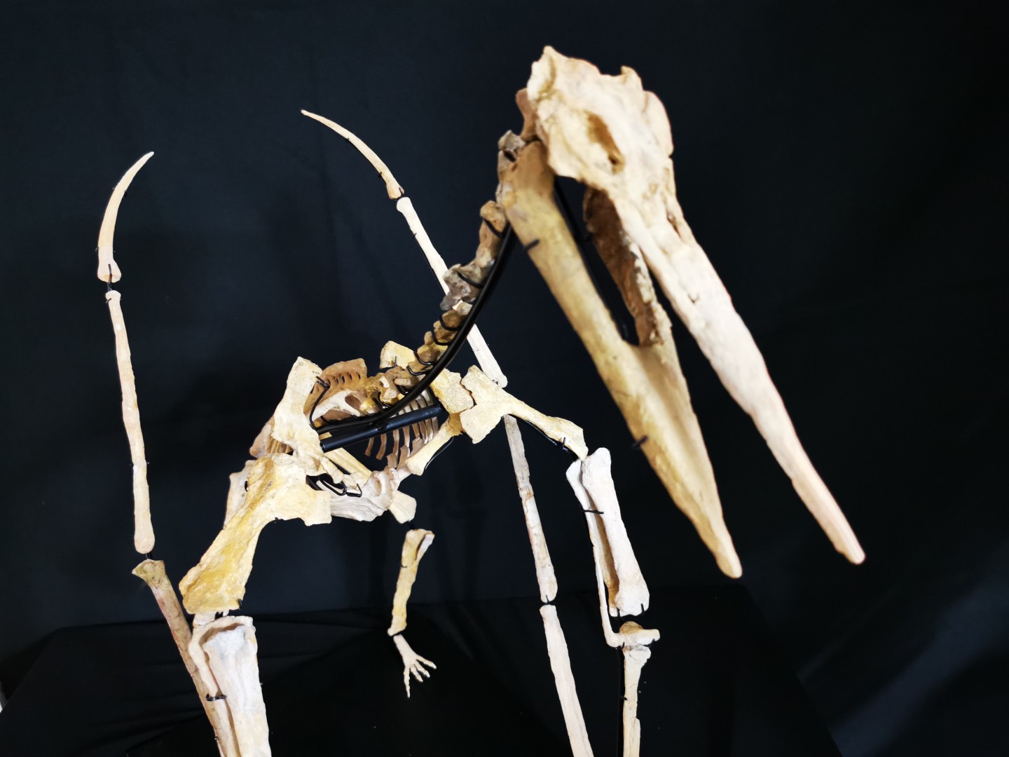 late cretaceous flying reptile : Alcione elainus