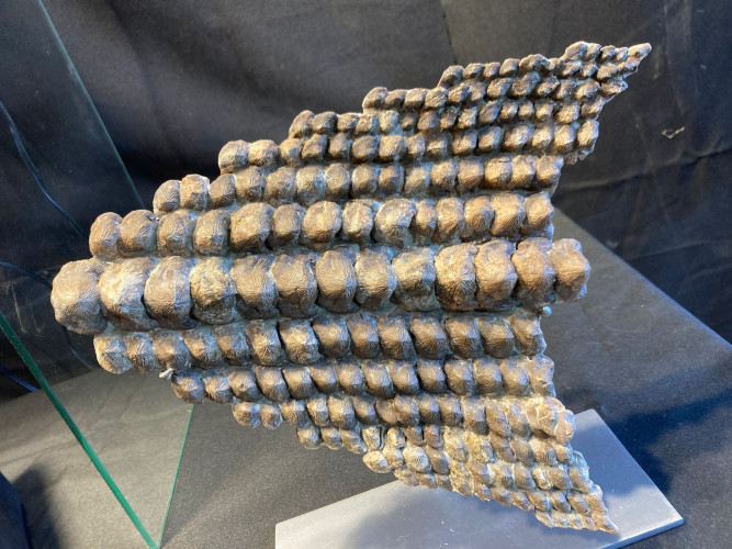 rare complet upper jaw Ptychodus mortoni - late Cretaceous - Kansas - USA