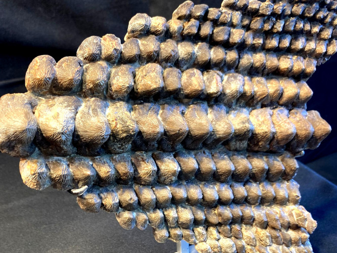 rare complet upper jaw Ptychodus mortoni - late Cretaceous - Kansas - USA