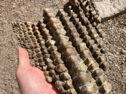 rare complet upper jaw Ptychodus mortoni - late Cretaceous - Kansas - USA