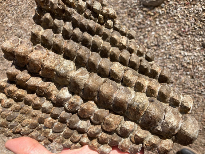 rare complet upper jaw Ptychodus mortoni - late Cretaceous - Kansas - USA