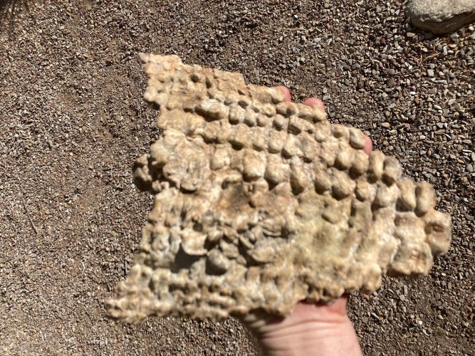 rare complet upper jaw Ptychodus mortoni - late Cretaceous - Kansas - USA