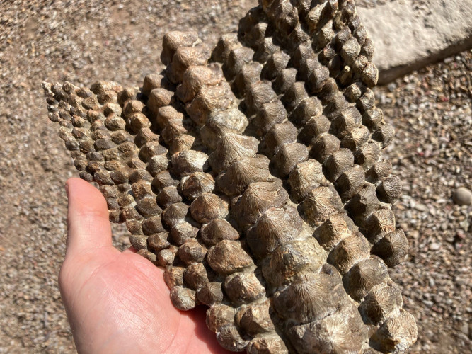 rare complet upper jaw Ptychodus mortoni - late Cretaceous - Kansas - USA