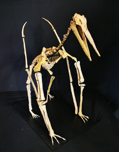 late cretaceous flying reptile : Alcione elainus