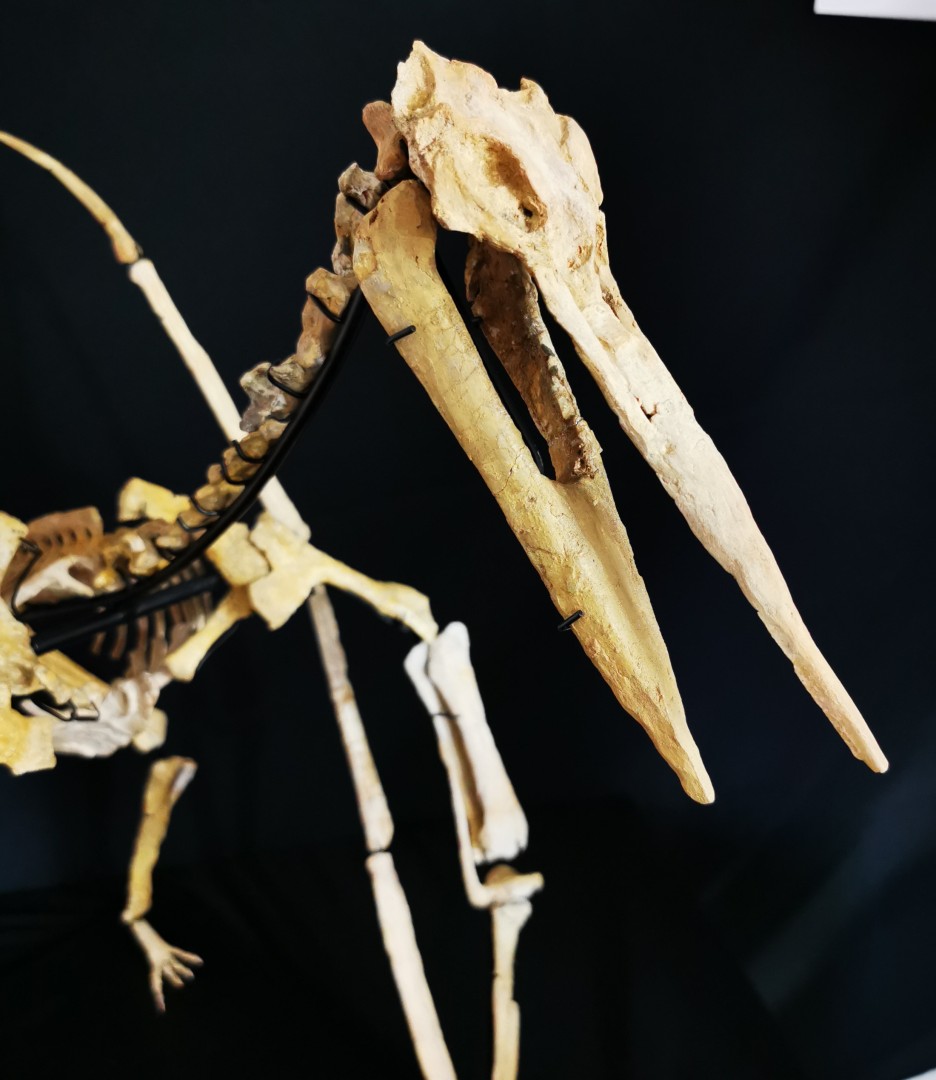 late cretaceous flying reptile : Alcione elainus