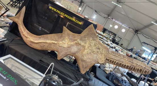 complet saw fish Onchopristis numidus