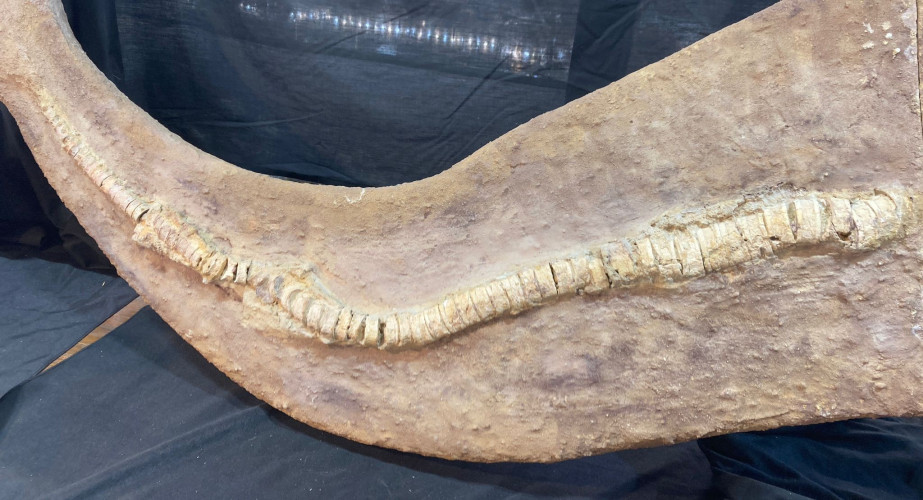 complet saw fish Onchopristis numidus