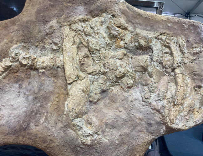 complet saw fish Onchopristis numidus