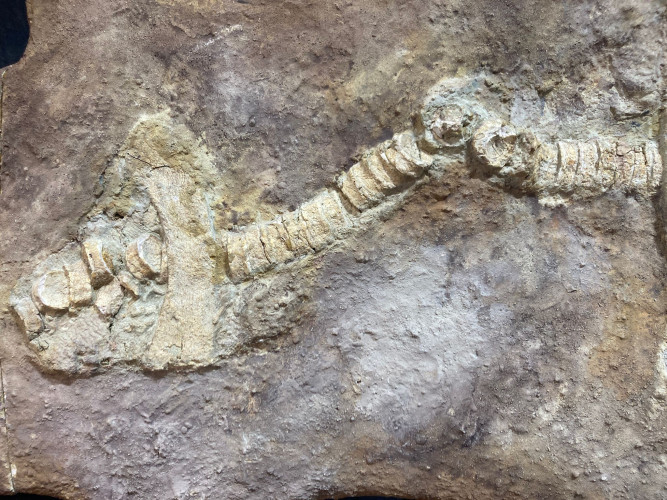 complet saw fish Onchopristis numidus