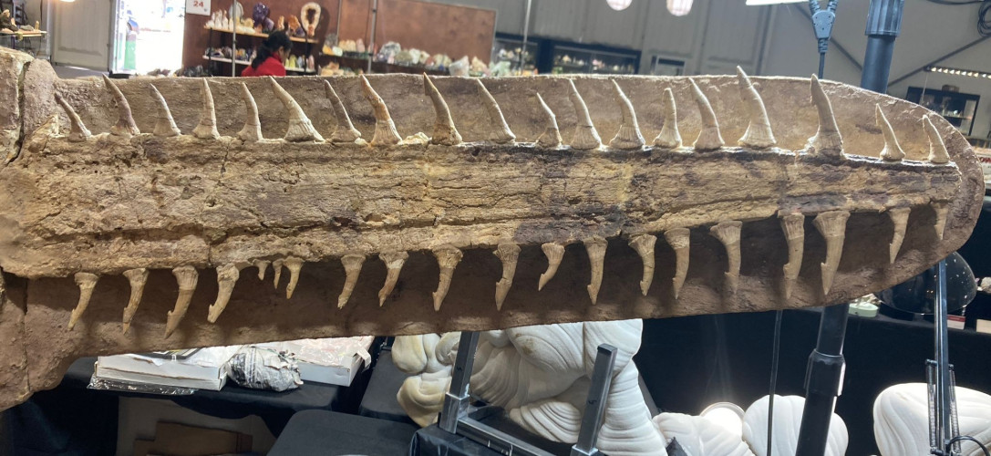 complet saw fish Onchopristis numidus