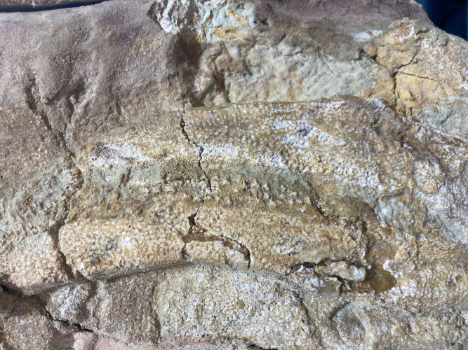 complet saw fish Onchopristis numidus