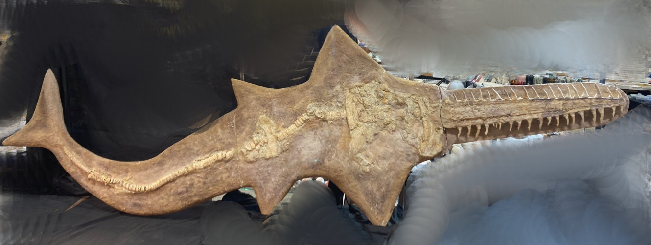 complet saw fish Onchopristis numidus