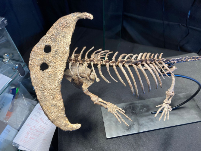 Diplocaulus magnicornis - early Permian