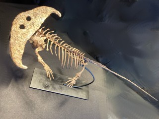 Diplocaulus magnicornis -...