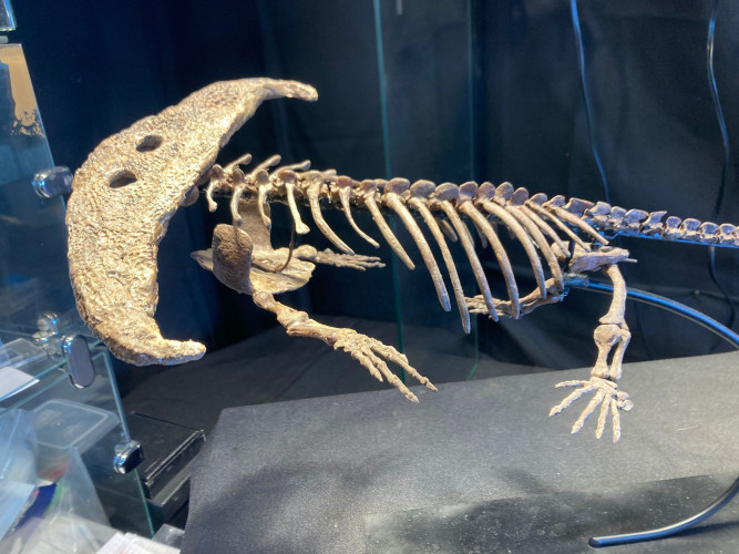 Diplocaulus magnicornis - early Permian