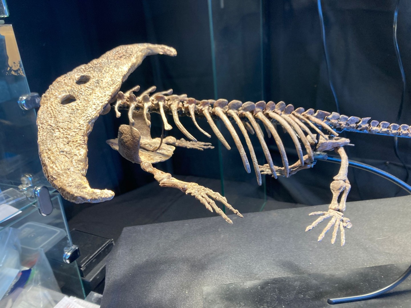 Diplocaulus magnicornis - early Permian