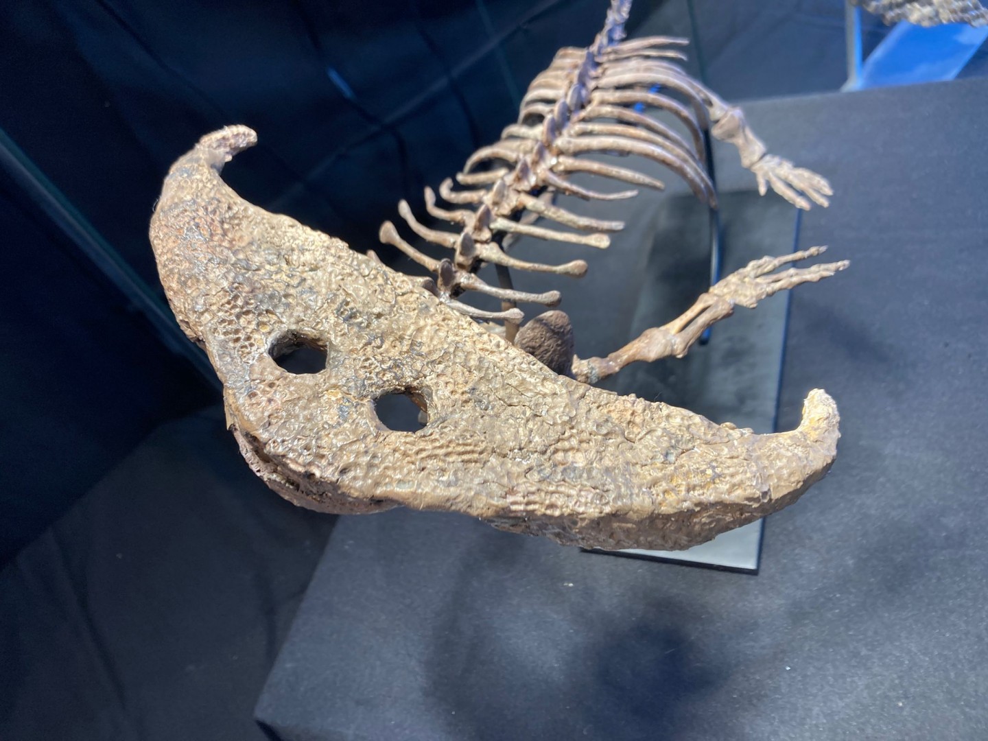 Diplocaulus magnicornis - early Permian