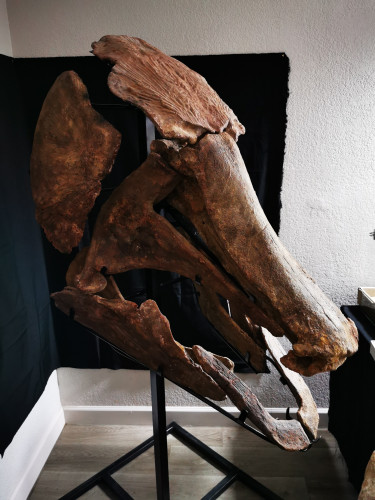 Mawsonia  lavocati - late cretaceous