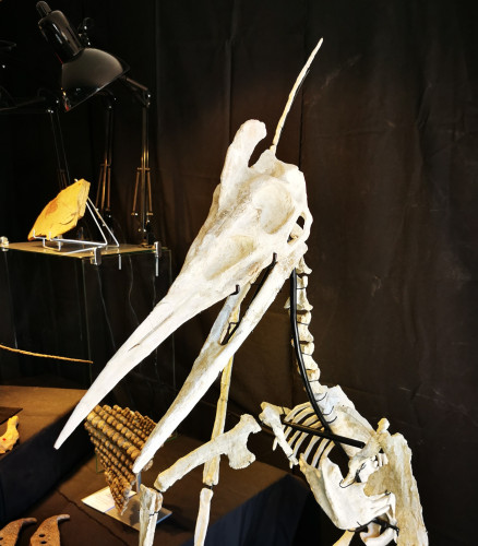 late cretaceous flying reptile : Barbaridactylus grandis