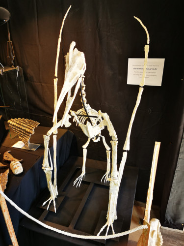 late cretaceous flying reptile : Barbaridactylus grandis