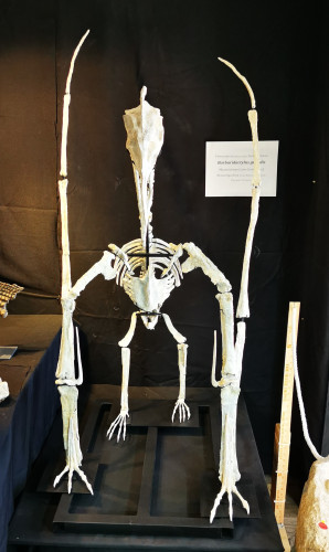 late cretaceous flying reptile : Barbaridactylus grandis