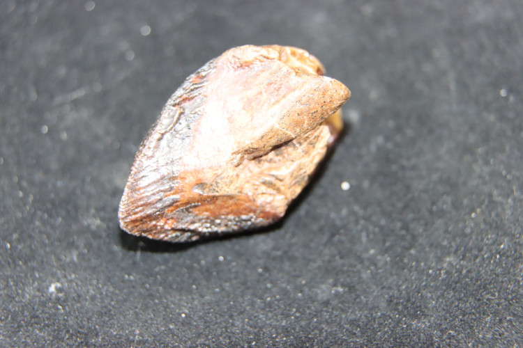 Triceratops horridus tooth