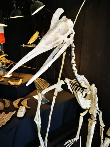 late cretaceous flying reptile : Barbaridactylus grandis