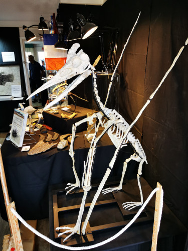 late cretaceous flying reptile : Barbaridactylus grandis