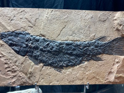 rare fish: Cuneatus cuneatus (Grande, 2010)  Eocene  Wasatch Mountains, Utah, USA