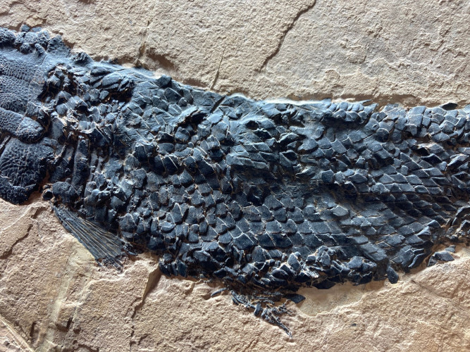 rare fish: Cuneatus cuneatus (Grande, 2010)  Eocene  Wasatch Mountains, Utah, USA