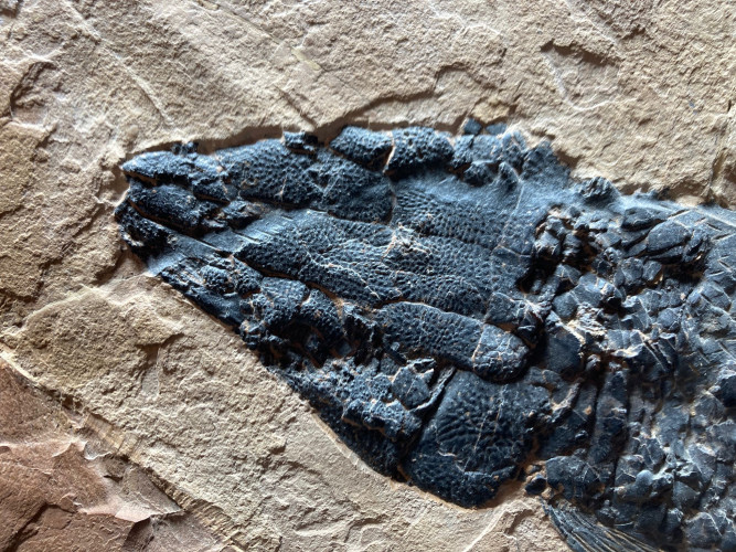 rare fish: Cuneatus cuneatus (Grande, 2010)  Eocene  Wasatch Mountains, Utah, USA