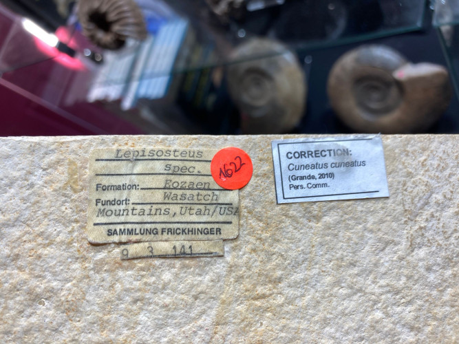 rare fish: Cuneatus cuneatus (Grande, 2010)  Eocene  Wasatch Mountains, Utah, USA