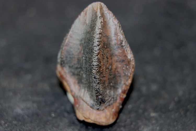 Triceratops horridus tooth