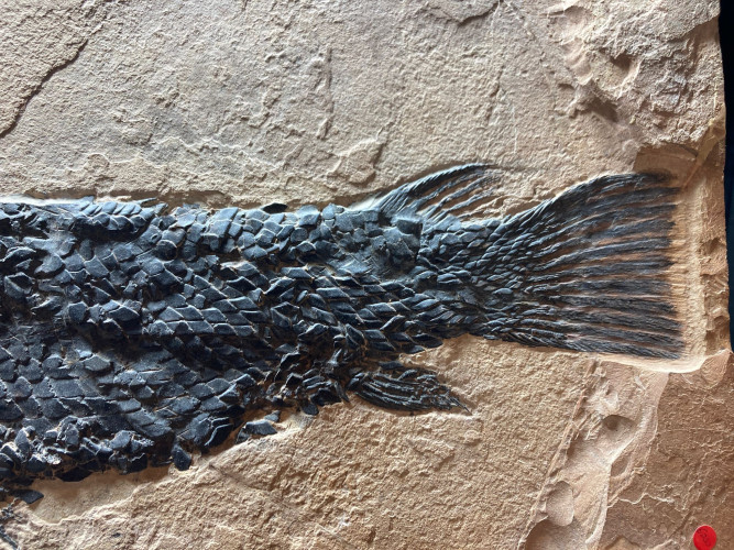 rare fish: Cuneatus cuneatus (Grande, 2010)  Eocene  Wasatch Mountains, Utah, USA