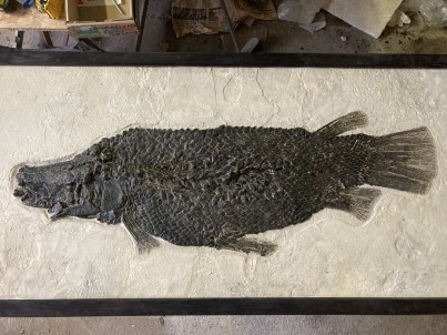 the rarest garfish:  Masillosteus janeae - Eocene - Green river fmt  Kemmerer, Wyoming, USA