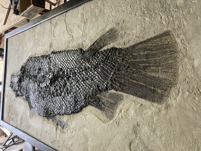 the rarest garfish:  Masillosteus janeae - Eocene - Green river fmt  Kemmerer, Wyoming, USA