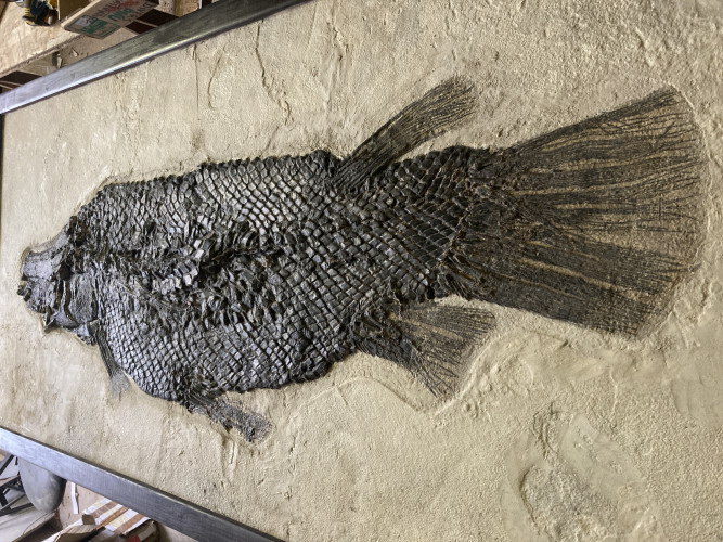 the rarest garfish:  Masillosteus janeae - Eocene - Green river fmt  Kemmerer, Wyoming, USA