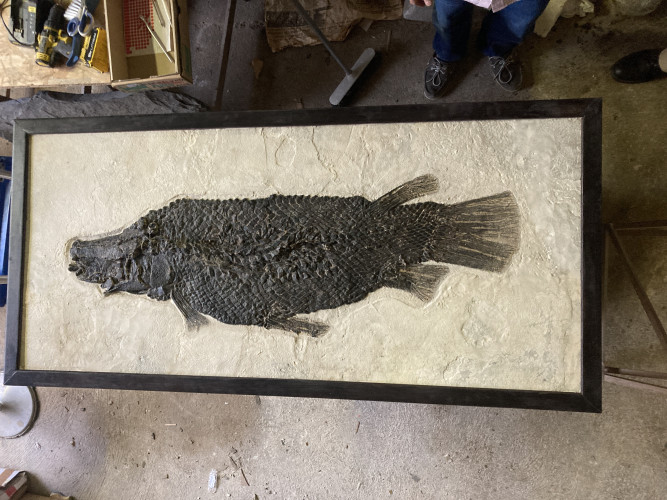 the rarest garfish:  Masillosteus janeae - Eocene - Green river fmt  Kemmerer, Wyoming, USA