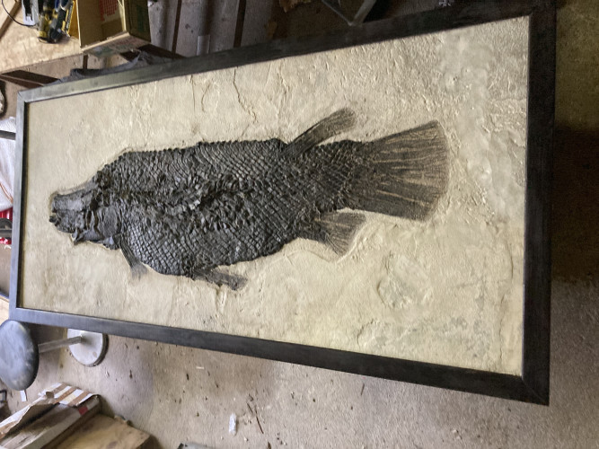the rarest garfish:  Masillosteus janeae - Eocene - Green river fmt  Kemmerer, Wyoming, USA