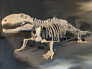 Pelycosaurian:...