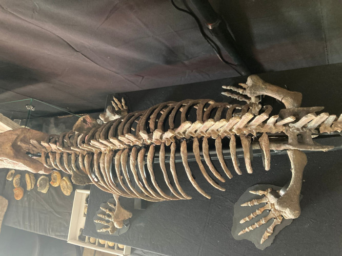 Pelycosaurian:  Stereophallodon ciscoensis  latest Carboniferous  Texas, USA