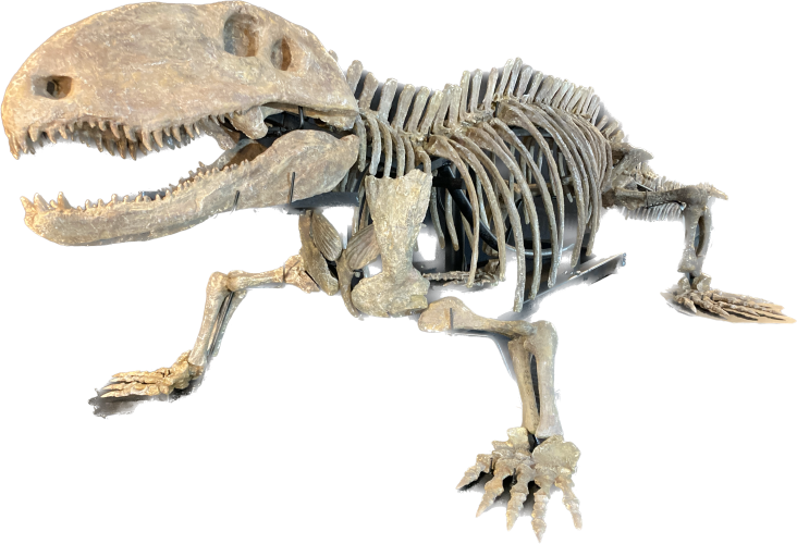 Pelycosaurian:  Stereophallodon ciscoensis  latest Carboniferous  Texas, USA