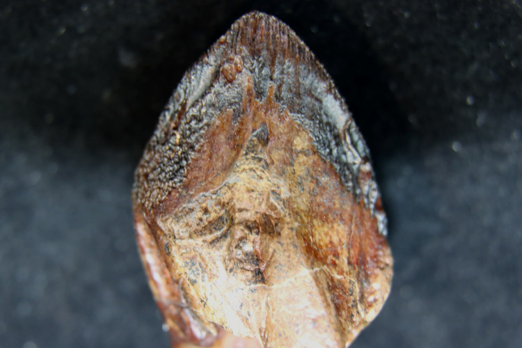 Triceratops horridus tooth