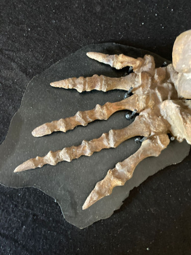 Pelycosaurian:  Stereophallodon ciscoensis  latest Carboniferous  Texas, USA