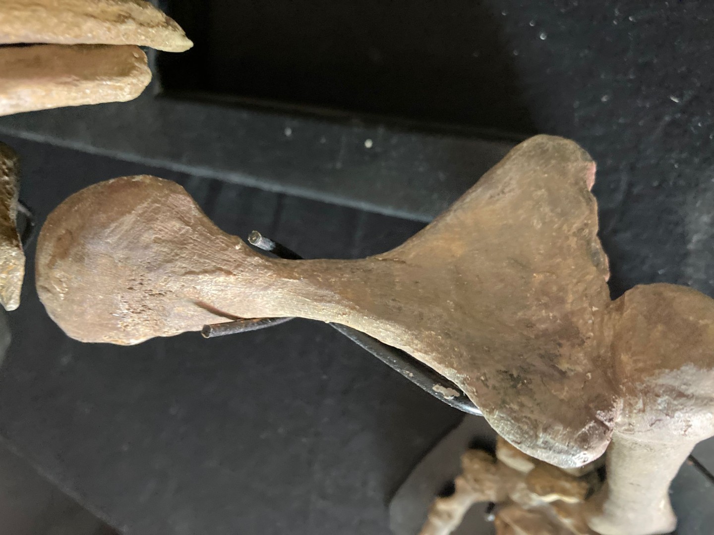 Pelycosaurian:  Stereophallodon ciscoensis  latest Carboniferous  Texas, USA