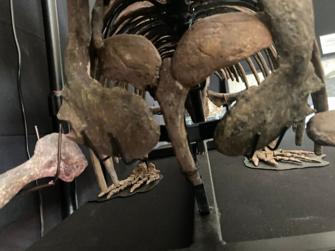 Pelycosaurian:  Stereophallodon ciscoensis  latest Carboniferous  Texas, USA