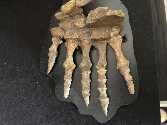 Pelycosaurian:  Stereophallodon ciscoensis  latest Carboniferous  Texas, USA