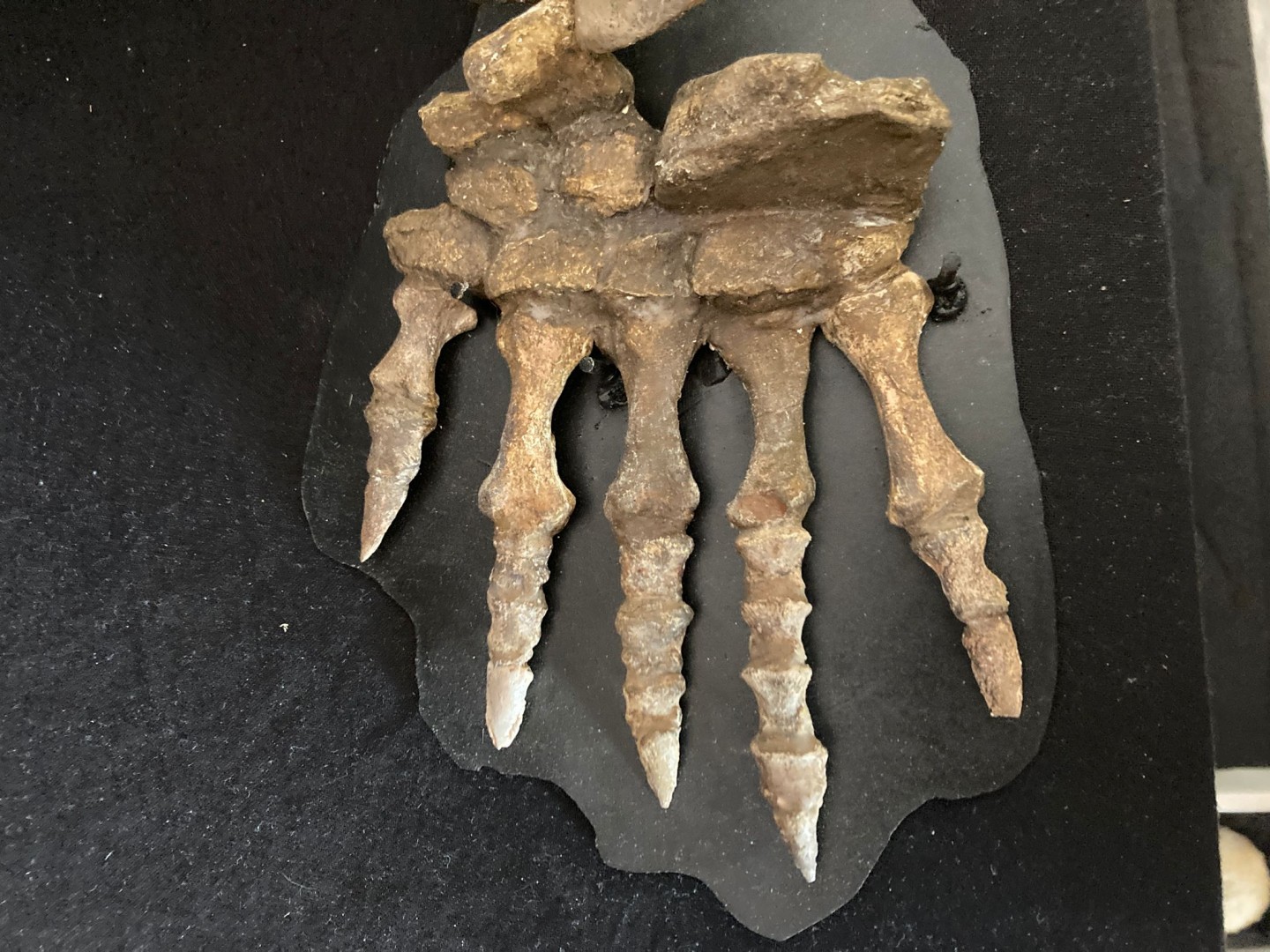 Pelycosaurian:  Stereophallodon ciscoensis  latest Carboniferous  Texas, USA