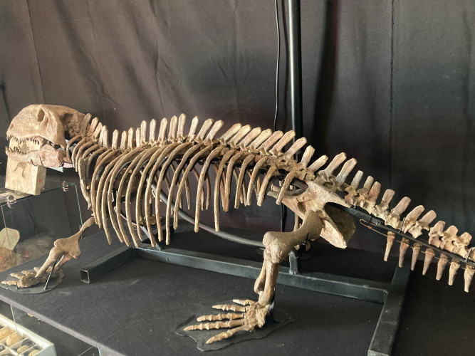 Pelycosaurian:  Stereophallodon ciscoensis  latest Carboniferous  Texas, USA